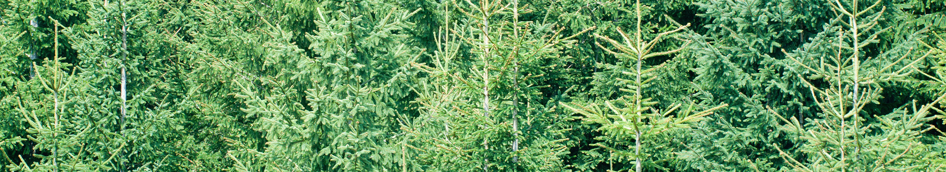 オーパスワンクリニックの舌下免疫療法（SLIT）